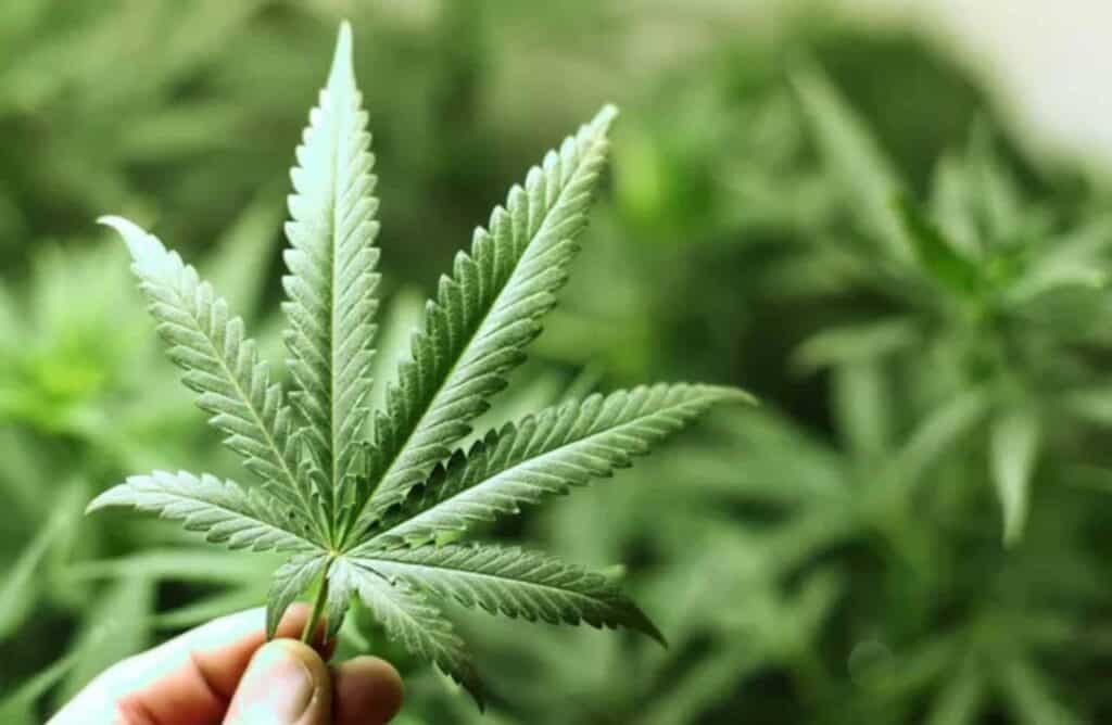 Smoking cannabis is the first step to finding out, what is cannabis use disorder? A cannabis plant can turn into a problematic pattern of drug use.